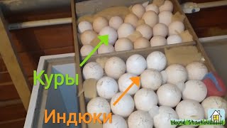 Совместная инкубация яиц КУР и ИНДЮКОВ