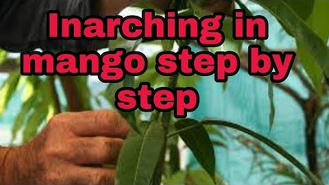 Inarching or approach grafting in mango