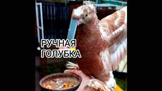 Ручная Среднеазиатская Голубка, голуби Вальтера