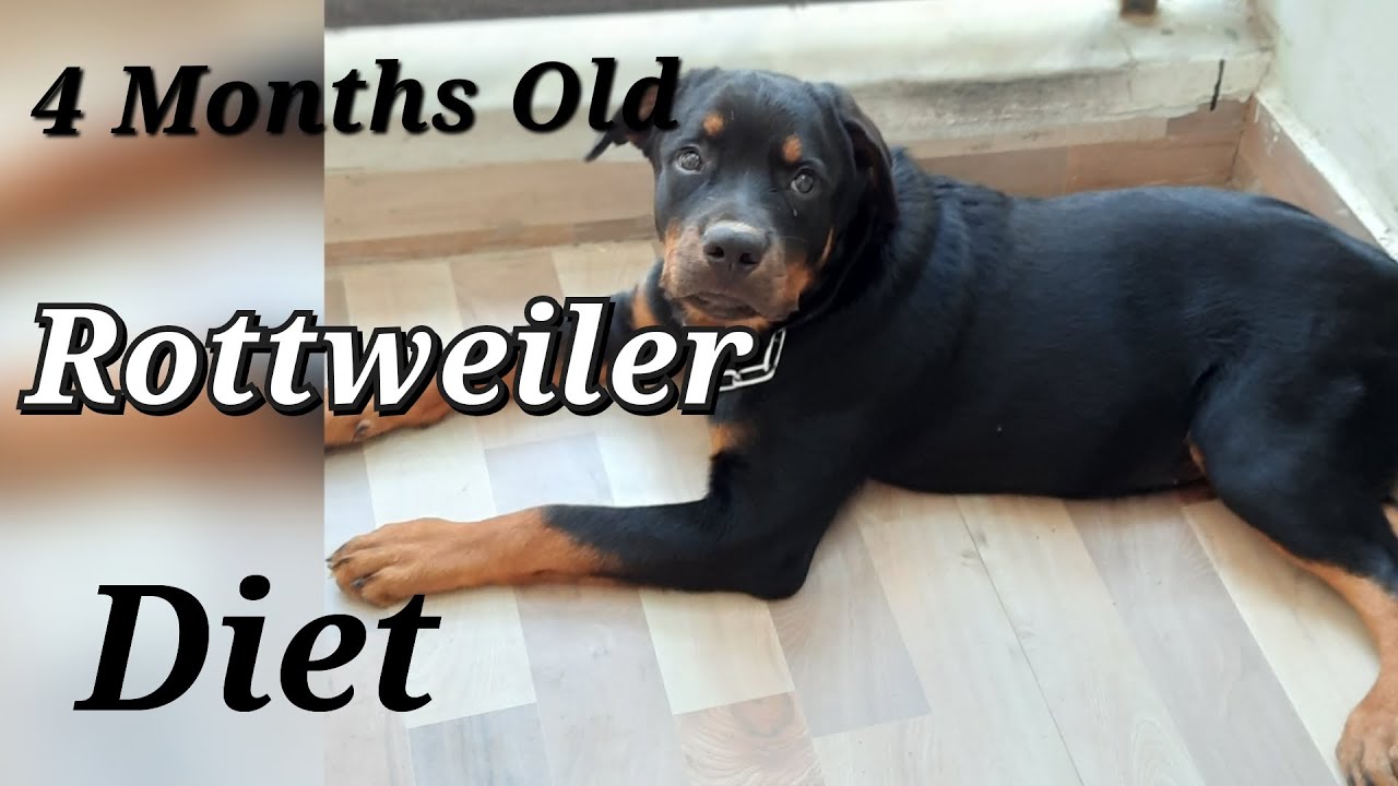 Rottweiler Diet (4 Months Old ) India | Large Breed Diet | Rio The  Rottweiler - Youtube