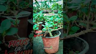 Majestic Ficus (Banyan Plant)! 🏠✨Low Maintenance & Air Purifying! 💚