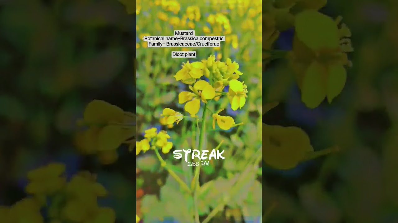 #botanystudent #mustardfields #nature #yellowyard