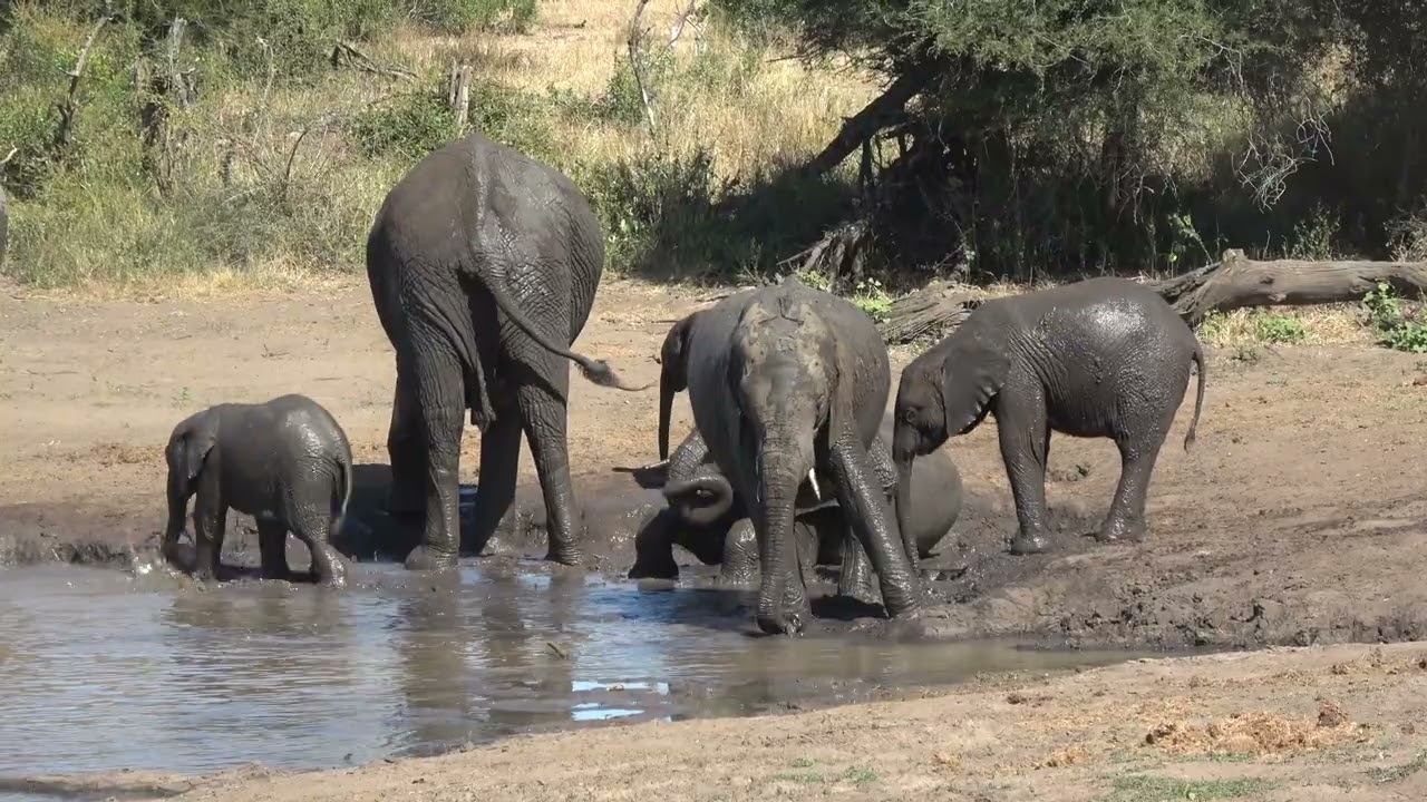 Kruger May 25 ( part 3)