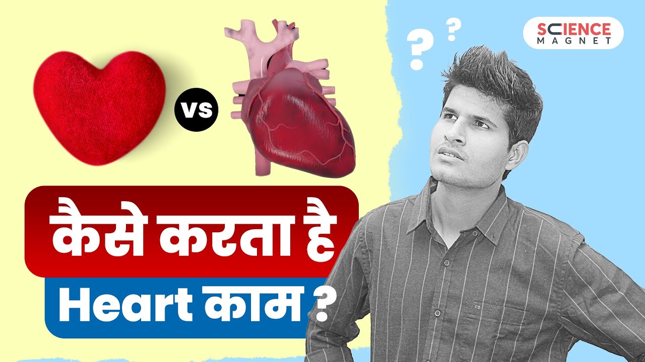 How Does The Heart Work Human Heart Its How Does The Heart Work Human Heart Its