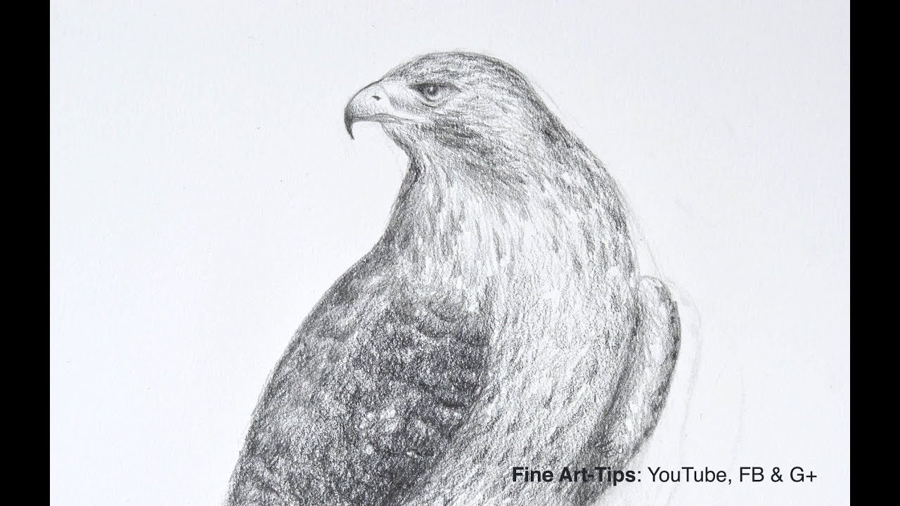 ⁣How to Draw a Falcon (Red-Tailed Hawk) - Narrated