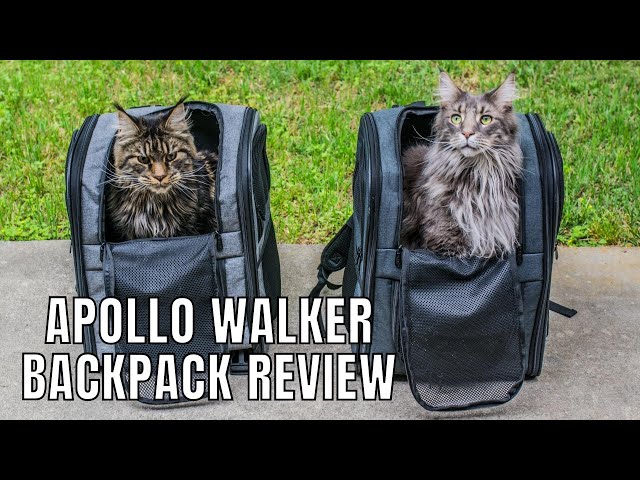 Cat Backpack Vs Carrier: Which One Is Best For Cat Travel?