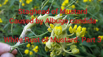 White Rust of Mustard: Albugo candida-Part-3 [1/2/3]