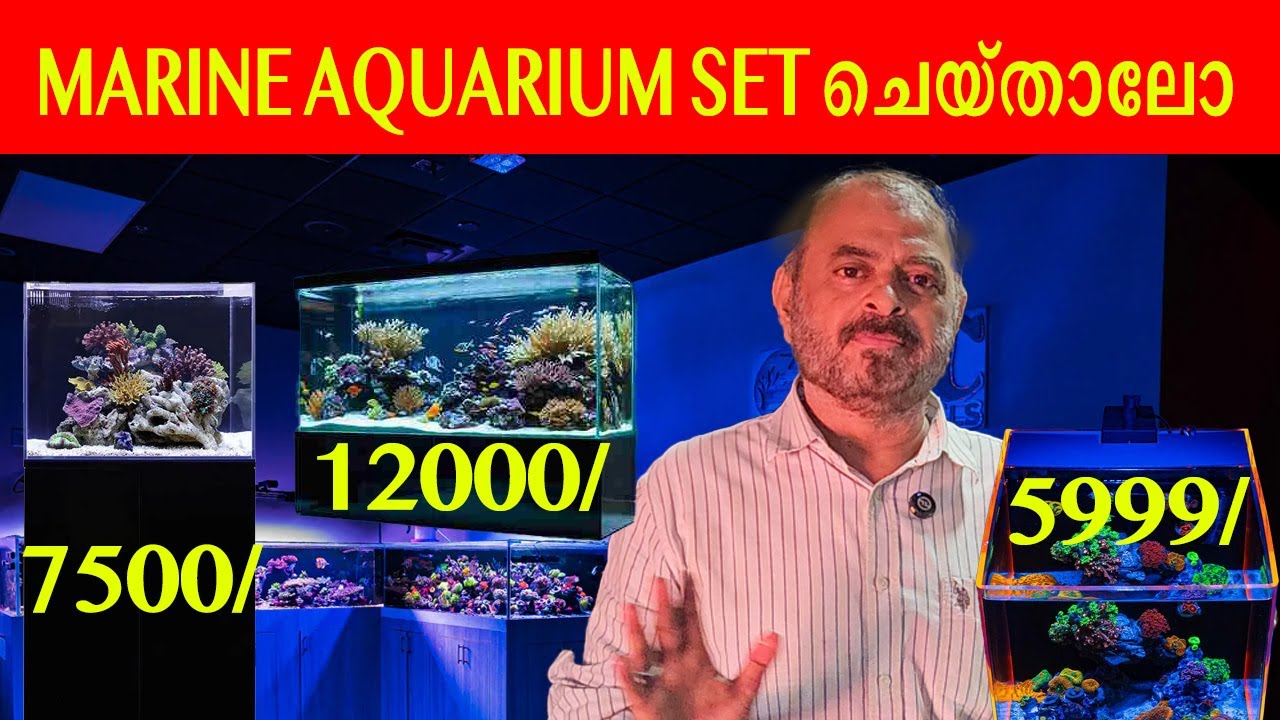 Saltwater Aquarium set ചെയ്താലോ #marineaquariumfish #rameffect #marinefishshop