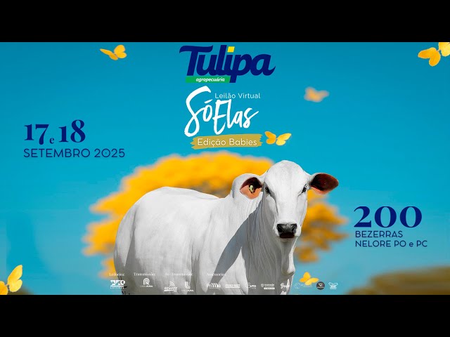 LOTE 14
