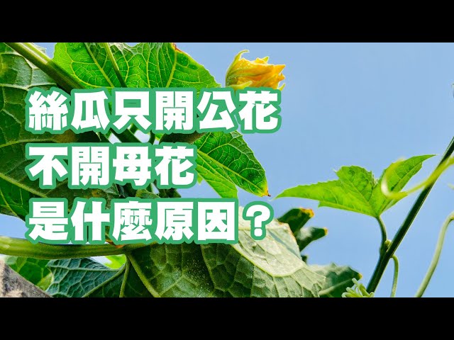 絲瓜只開公花不開母花是什麼原因？