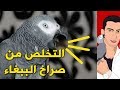 22 كيفية ترويض ببغاء الكاسكو المتوحش للتخلص من صراخه
