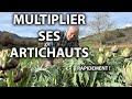 Comment multiplier ses artichauts rapidement 