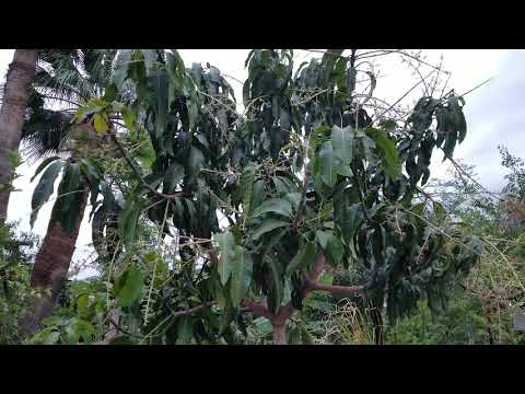 How to feed your mango trees. The PROPER way