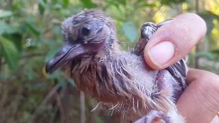 cuckoo nest lays 4 eggs. Results 14 days later #stayhome