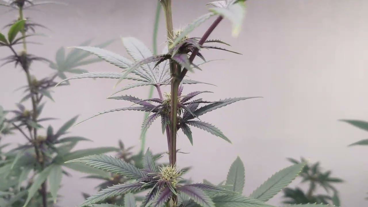 Wk2 Sunset Sherbet x Raspberry Boogie