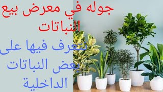 جوله في معرض بيع النباتات الداخلية /نباتات الزينة/نباتات داخليه/indoor plants low light