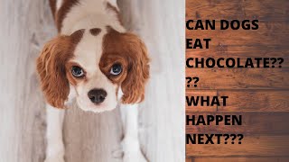 Dogs eat chocolate? or chocolate cake ...