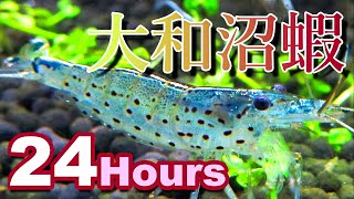 【アクアリウム/水草水槽】ヤマトヌマエビ10匹投入24時間、期待通りの苔取り成果/ミナミヌマエビとは似たようでまったく違う生き物ということを紹介+導入の仕方