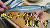 ウルメイワシのさばき方と刺身 Youtube