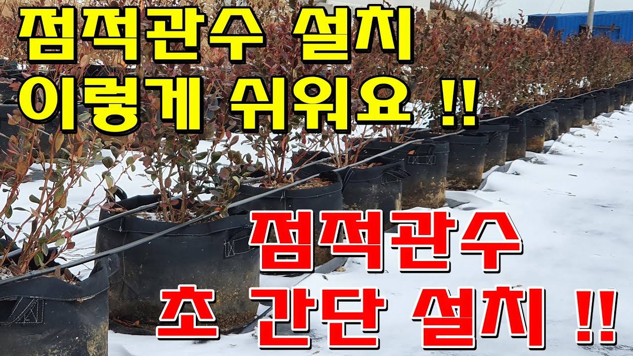 점적관수설치방법,블루베리관수,점적호수설방법,