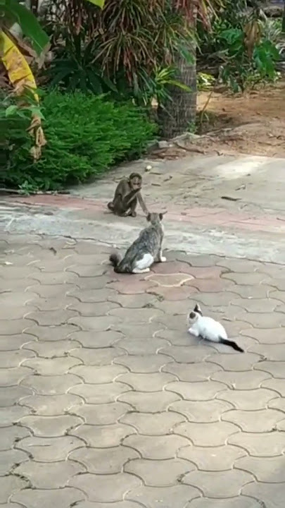 Mother cat saves kitten from monkey 🐒 🐱 #shorts #monkey