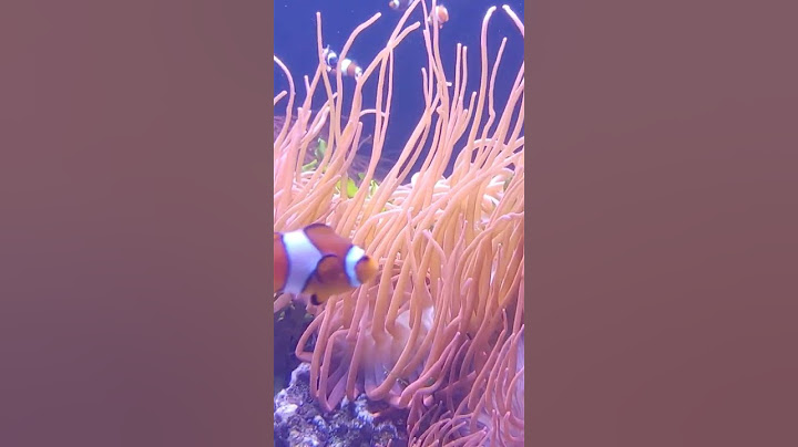 nemo needs an apple airtag #shorts #funny #aquarium #disney #conspiracy