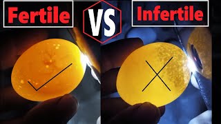 How to Check if an Egg is Fertile Or Infertile ? | Egg candling day 3 | How to find Infertile Eggs