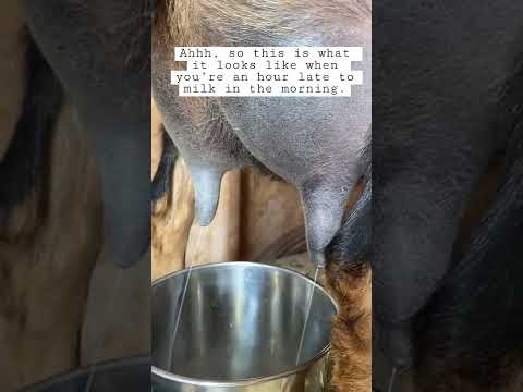 Video: Är boergetter bra att mjölka?