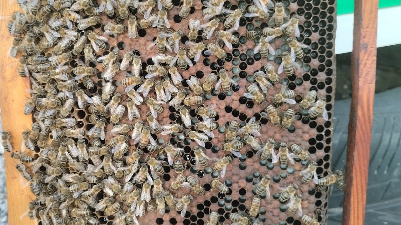 Δυνατή θεραπεία των Μελισσίων από την Βαρροα με Fluvalinate και χειρισμός αρενοτοκου 🐝🐝🐝