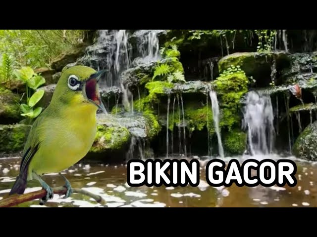 TERAPI BURUNG PLECI BIKIN CEPAT GACOR class=