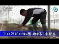 アスパラガスの収穫始まる 宇都宮