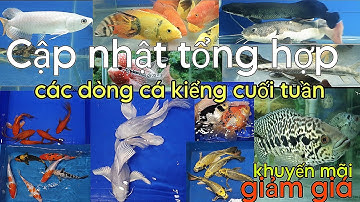 BÁO GIÁ TỔNG HỢP CÁC DÒNG CÁ KIỂNG CUỐI TUẦN
