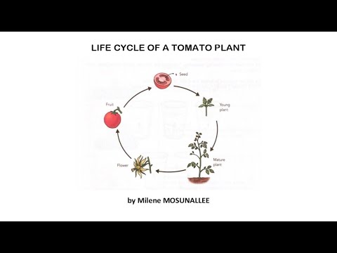 एक टमाटर के पौधे का जीवन चक्र मिलिन मोसुनाली द्वारा