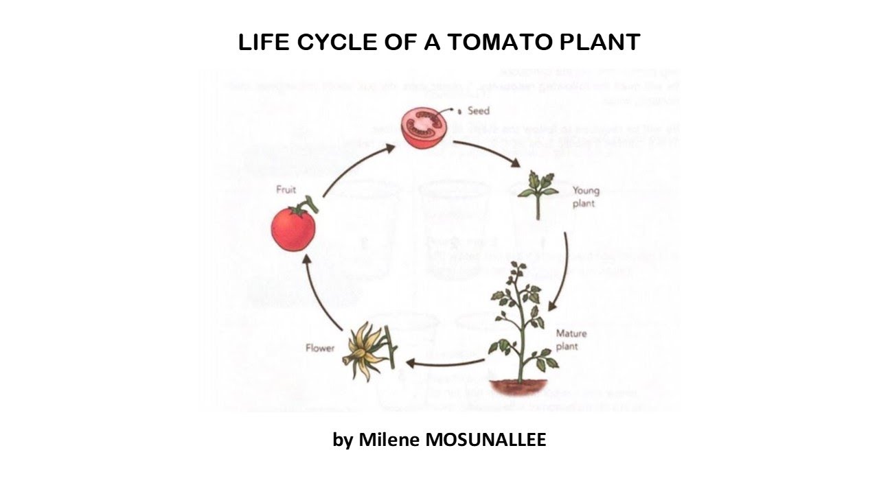 Life Cycle of a Tomato Plant by Milene Mosunallee - YouTube