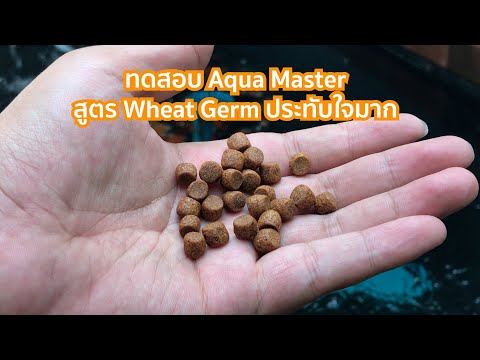 ทดลองอาหาร Aqua Master สูตร Wheat Germ ประทับใจมาก
