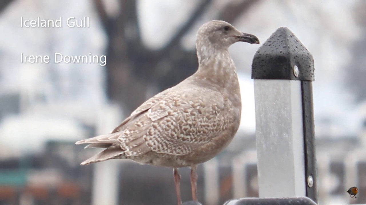 Iceland Gull