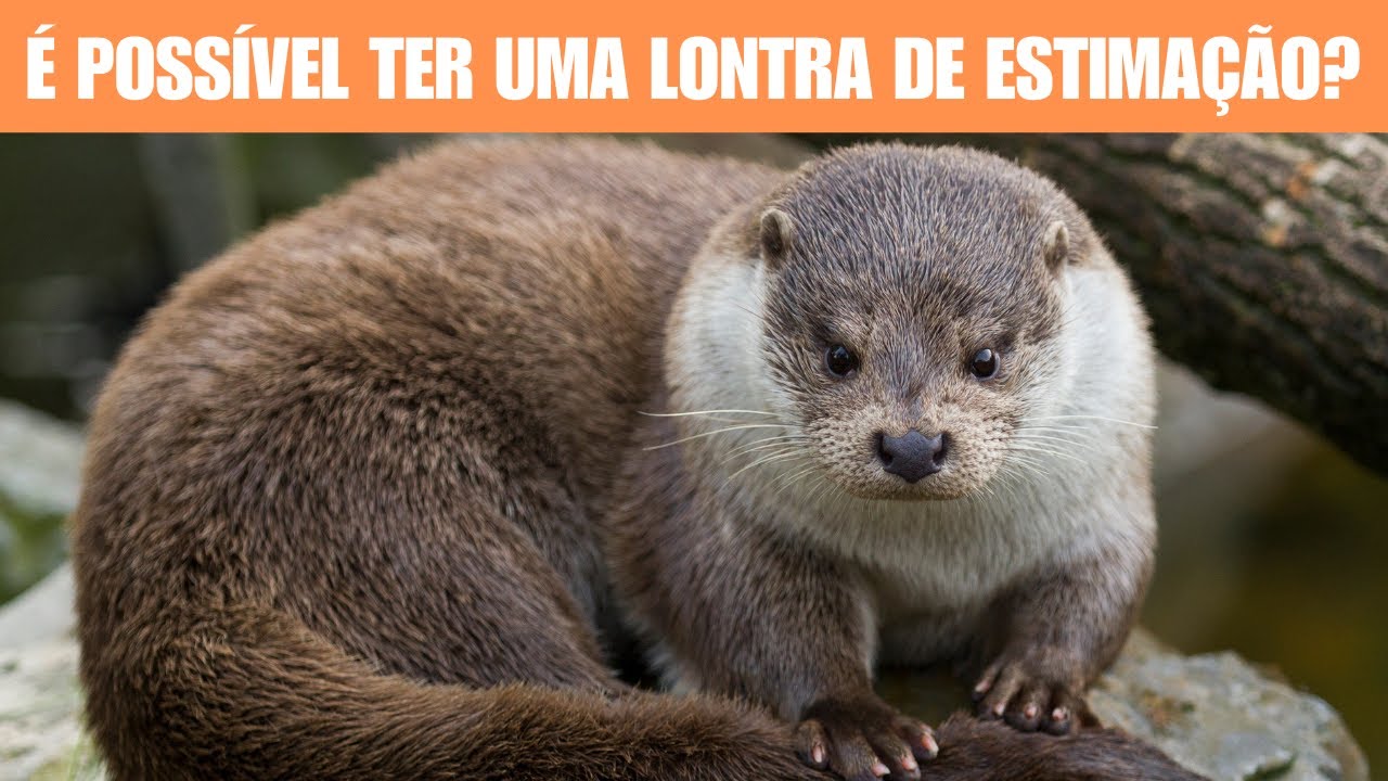 É possível ter uma lontra de Estimação? - YouTube