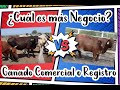 ¿Ganado Comercial vs Registro? Cual es mejor $$