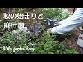 秋のお庭の手入れ、ユーカリの剪定／秋の花アスター、宿根草ユーパトリウムチョコレートの植え付け／日陰にオススメ、ツワブキ３種のご紹介／ガーデニング／庭づくり