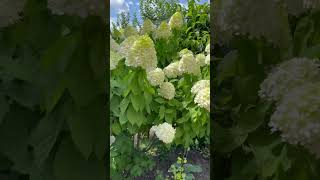 Русский человек