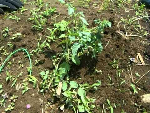 雑草の種類と取り方 Youtube