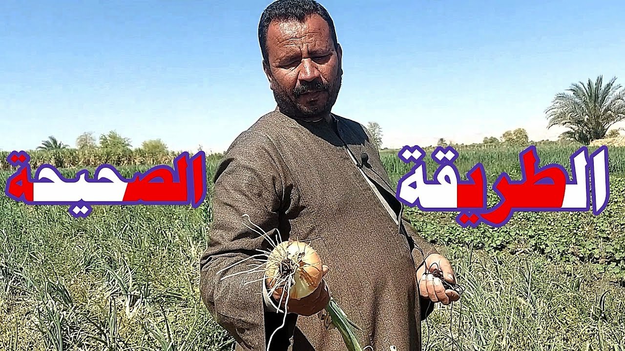 الطريقة الصحيحة لزراعة البصل وبالدليل☝️☝