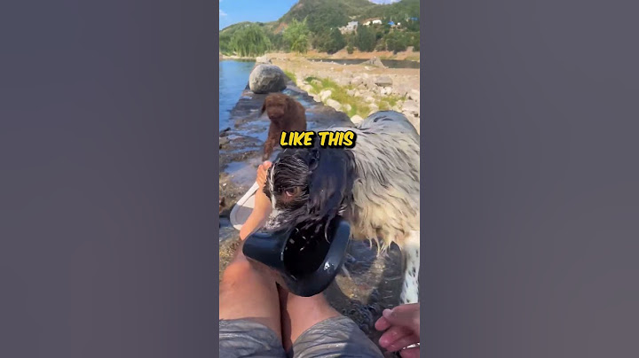 This Cute Dog just wanted to play fetch