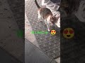 #cat #cute #trending #funny #fyp #shorts