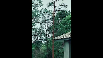 Kungfu Panda Climbed Tall Trees 