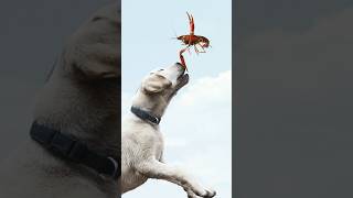 Martial Arts Master And Red Rabbit Dog Deal With Crayfish Like This