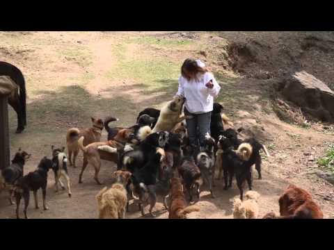 The Barnyard Bhutan Animal Rescue & Sanctuary