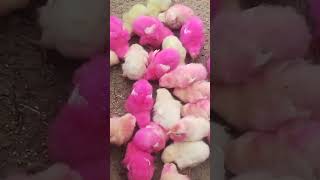 new chicks video | chicks video | new video | chicks new video | little chicks | funny video