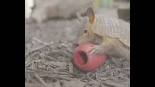 Mini Armadillo