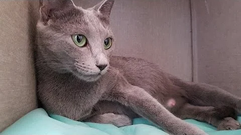 Video 220811: russian blue cat kitten, little russian blue, kittens mother cat living, born baby kitten, kittens cute baby